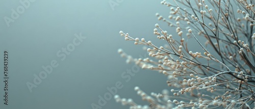  A close-up of a plant with many small white flowers in its center appears blurry against the background
