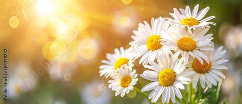    several daisies in a field under bright sunlight