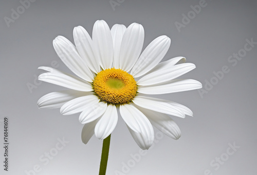 a white daisy flower isolated on a transparent background,   colorful background