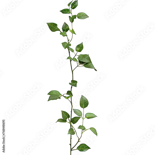 Set of grape branches or three-leaved wild vine (Cissus spp.), a jungle vine hanging ivy plant bush foliage, isolated on a white background with a clipping path.