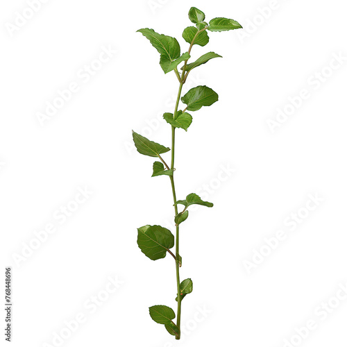Set of grape branches or three-leaved wild vine (Cissus spp.), a jungle vine hanging ivy plant bush foliage, isolated on a white background with a clipping path.