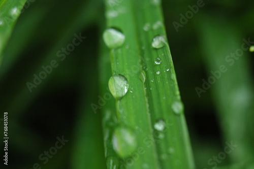 Macro photo of dewdrops on grass leaves