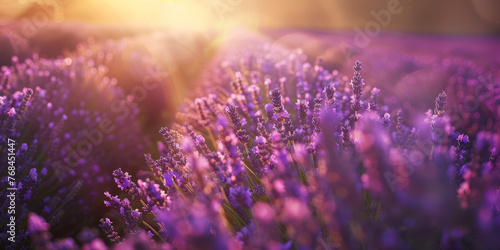 Majestic close-up of lavender flowers, illuminated by a golden sunlight that enhances the vibrancy and detail