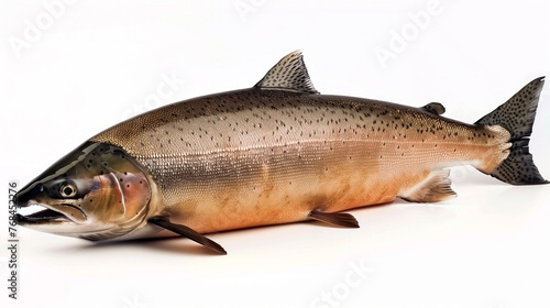 Salmon fish isolated On white background