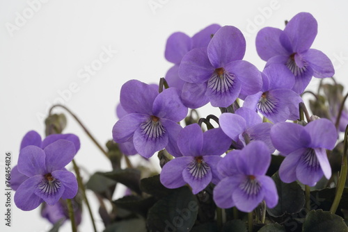 Fototapeta Naklejka Na Ścianę i Meble -  紫色の花びらの黒葉スミレが咲いています