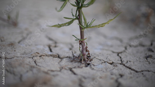 plant in the arid desert