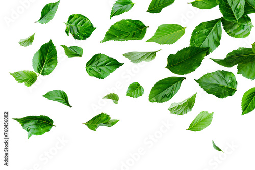Floating green leaves isolated on a transparent background