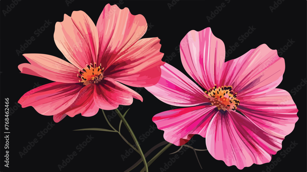 Two pink flowers on a black background.