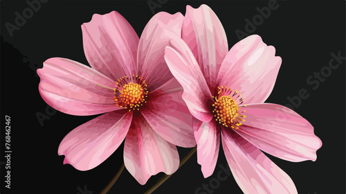 Two pink flowers on a black background.