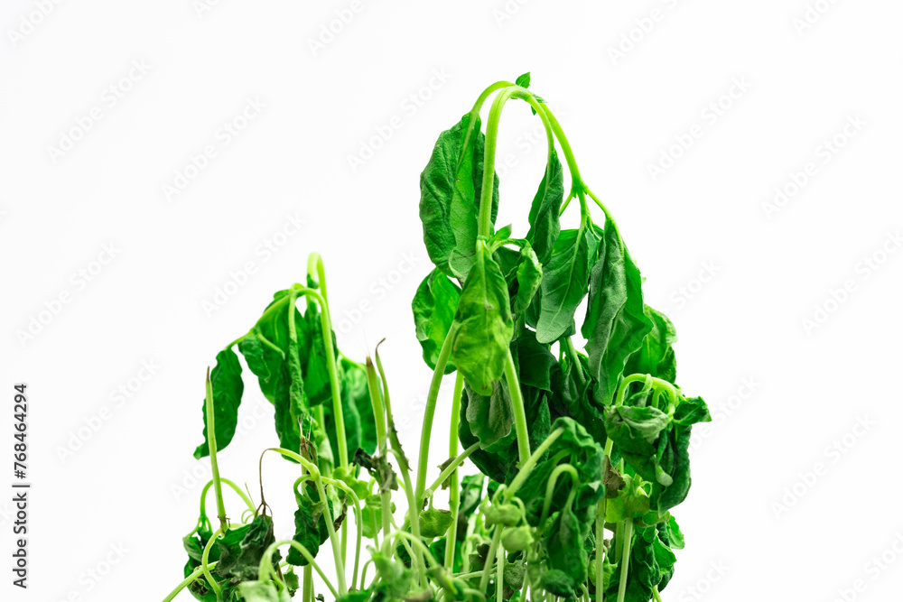 Obraz premium Vertrockneter Basilikum