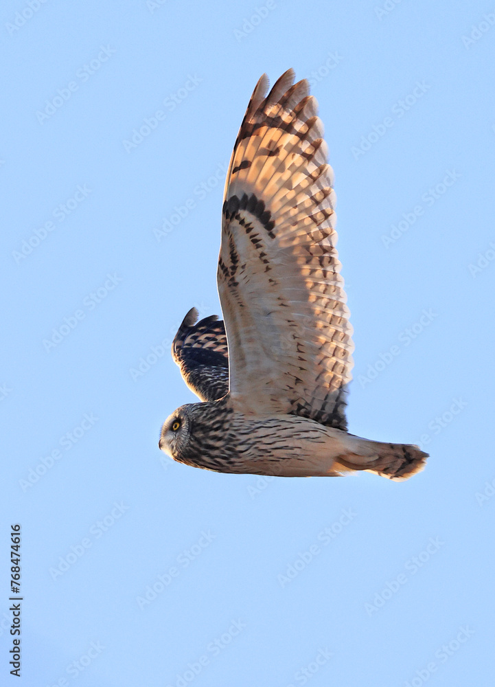Fototapeta premium Short-eared owl flying on a blue background sky