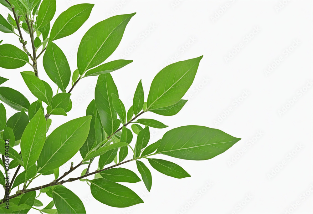 Green leaves isolated on white colorful background