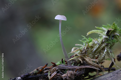 Dripping bonnet, Roridomyces rorida, also called Mycena rorida, also known as slippery mycena, wild mushroom from Finland photo