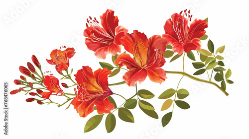 beautiful red Delonix regia Flower isolated on white