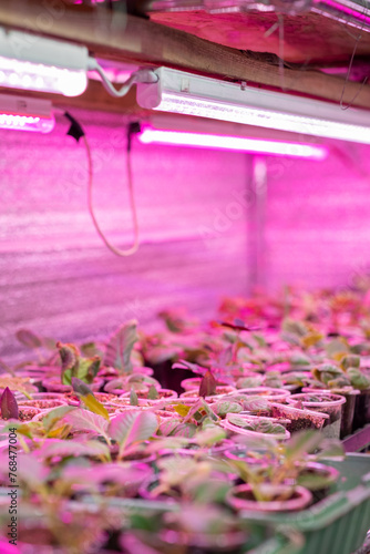 Growing flower seedlings indoors under full spectrum LED lighting. Plants are standing on shelves. 
