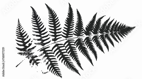 BW Fern. Natural textures and patterns of the most an