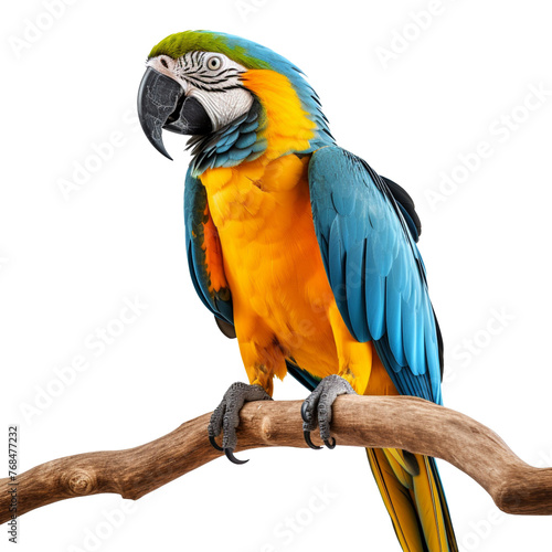 blue and yellow macaw isolated on transparent background