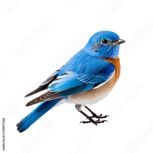 blue bird isolated on transparent background