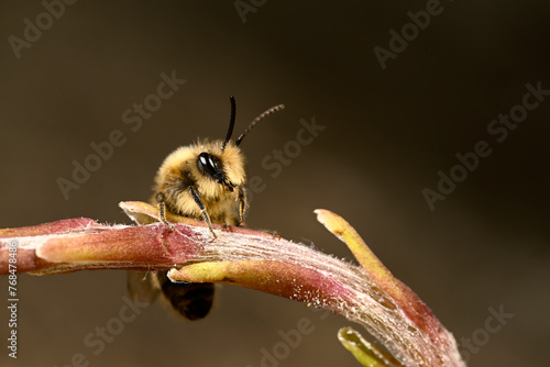 Wildbiene: Frühlings-Seidenbiene // Vernal colletes (Colletes cunicularius)