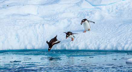 Poster Antarctica Ezelspinguïns springen van ijsschots  © Thomas