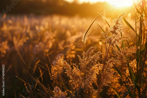 Sunset in a field with reeds and sunbeams