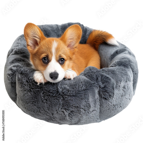 The dog is lying on a comfortable pet bed isolated on a white background. With clipping path