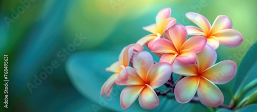 Frangipani  a flower native to the West Indies  has various names associated with temples and graveyards.