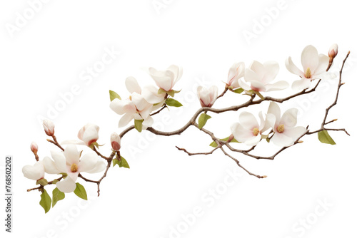 A branch covered in delicate white flowers. The flowers are in full bloom, exuding a sense of freshness and vitality. Isolated on a Transparent Background PNG.