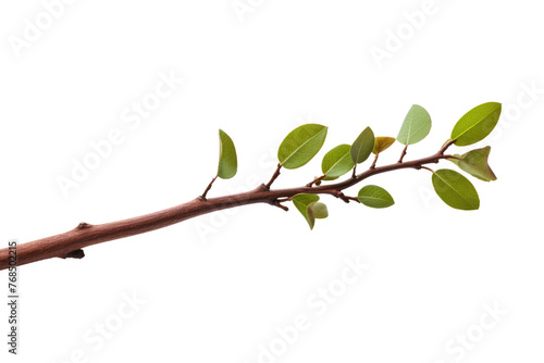 A branch filled with lush green leaves. The leaves are vibrant and healthy, creating a striking contrast against the simplicity of the white backdrop. Isolated on a Transparent Background PNG.