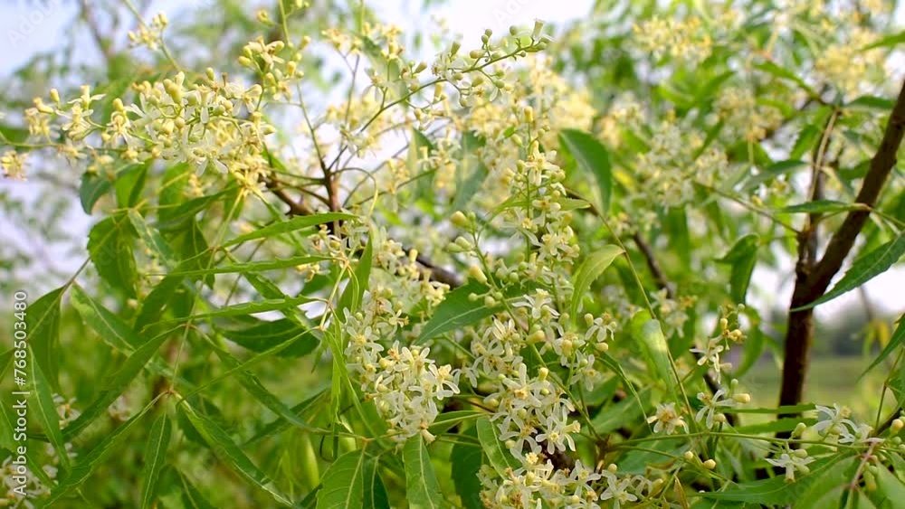 Medicinal ayurvedic azadirachta indica or Neem leaves and flowers. Very powerful medicinal tree Medicinal ayurvedic azadirachta indica or Neem leaves and flowers. Very powerful medicinal tree