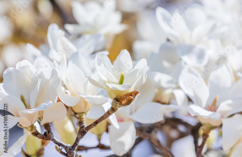 White magnolias are in full bloom. warm sunshine - mokryeon, Yulan magnolia, Magnolia denudata photo