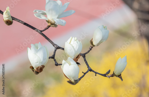 White magnolias are blooming. warm sunshine - mokryeon, Yulan magnolia, Magnolia denudata photo