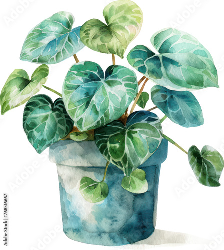 Money Plant  watercolor isolate illustration vector.