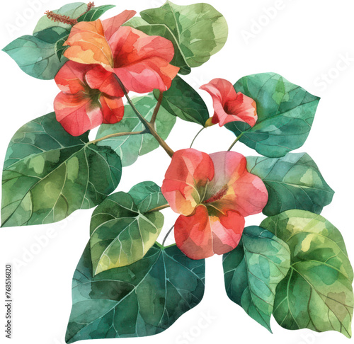 Nasturtium flower watercolor isolate illustration vector.