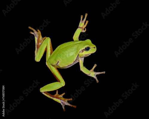 Small green frog isolated. European tree frog isolated on black background, Hyla arborea.