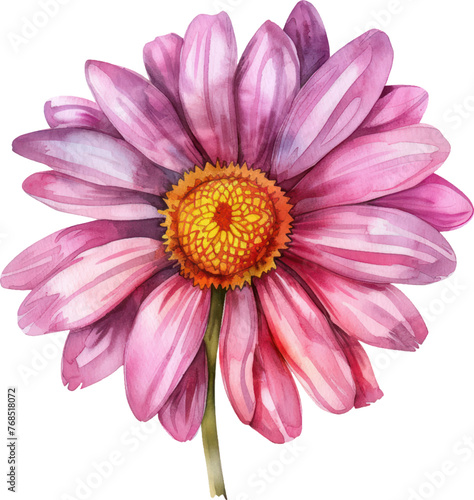 Painted Daisy flower watercolor isolate illustration vector.