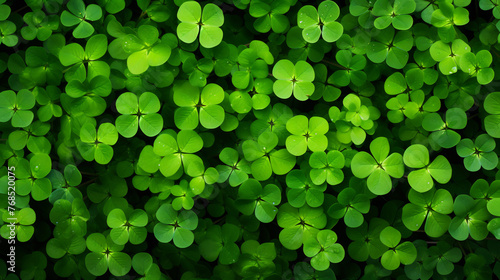 Lush Carpet of Green Clover Leaves, Dense Natural Texture, Symbol of Good Luck and Spring Growth, Overhead View