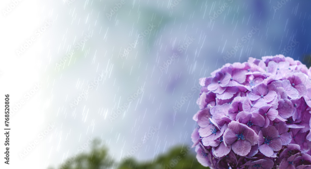 6月、梅雨、紫陽花に降る雨の背景　梅雨前線・天気・季節・日本 - obrazy, fototapety, plakaty 