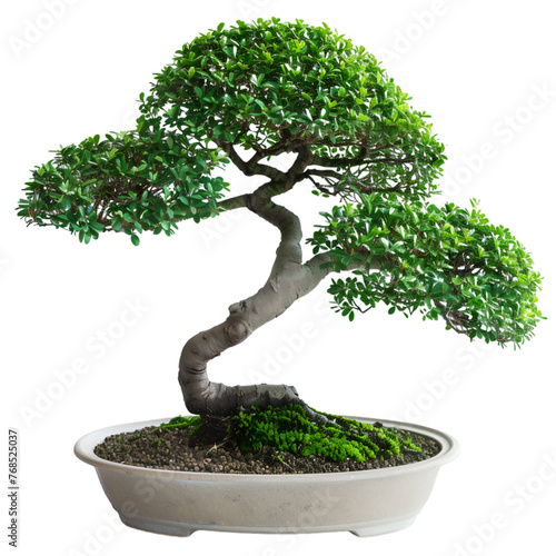 bonsai on transparent background