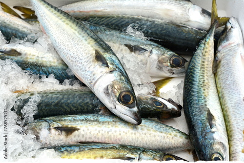 Fresh mackerel fish (Scomber scrombrus) on ice at seafood market.healthy life concept, diet. photo