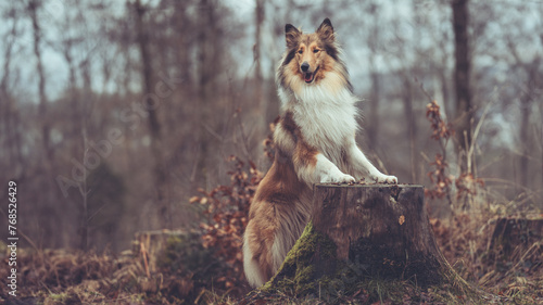 Collie Langhaar britisch sable im Herbst steht im Wald mit den Vorderbeinen auf einem Baumstamm, moody Stimmung Var. 1