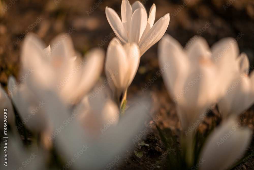 Obraz premium Crocuses