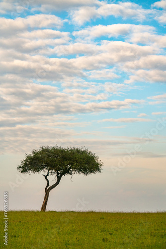 A lone Acacia tree stands alone in the Maasai Mara in Kenya. photo