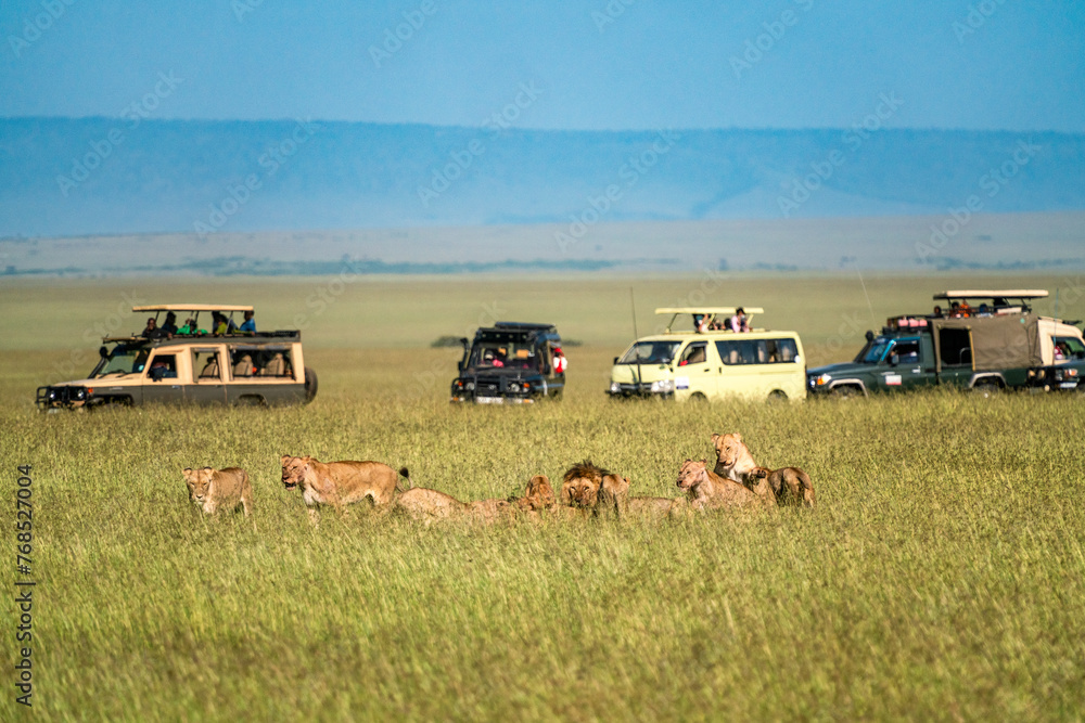 Lions feasting as safari vehicle watch in the Maasai Mara in Kenya