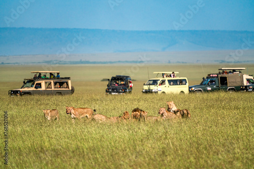 Lions feasting as safari vehicle watch in the Maasai Mara in Kenya photo