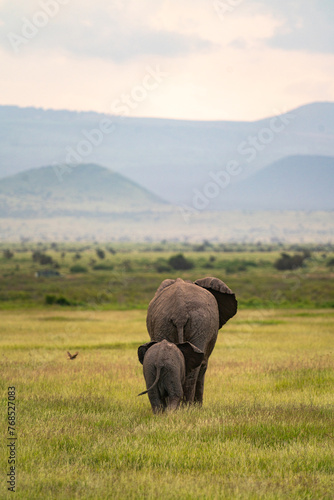 Rear view of mother and baby elephant walking in Amboseli in Kenya photo