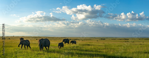A herd of elephants walk the savanna in the Maasai Mara in Kenya. photo