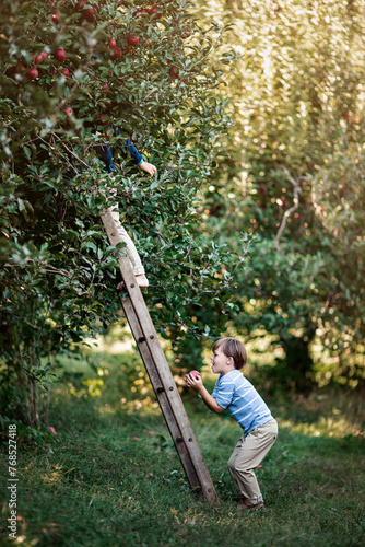 Little boy reaching for an apple, another on ladder in apple orchard photo