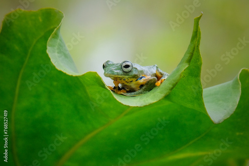 Green tree frog on the leaf photo