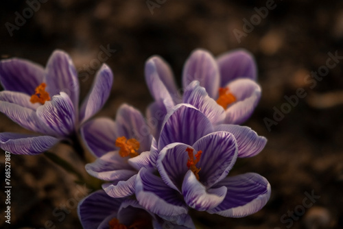 Crocuses